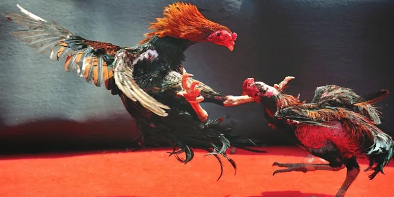 ae 388 đăng nhập nổ hũ số 1