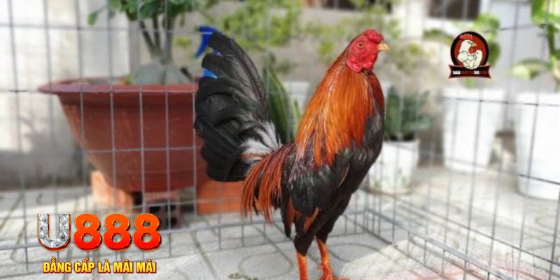 ae 388 tải nổ hũ trên máy tính