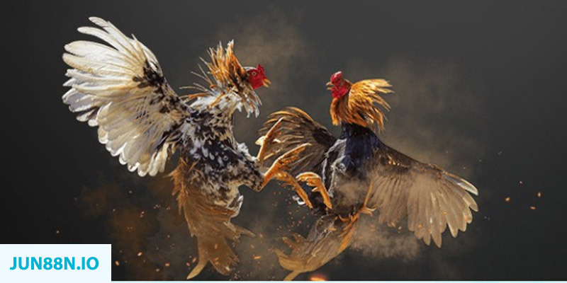 ae 388 đăng nhập sòng bạc miễn phí